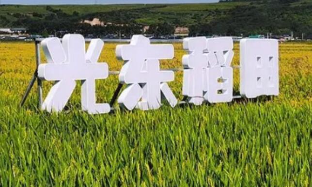 選大米為什麼要選吉林大米，原因竟然是這樣！