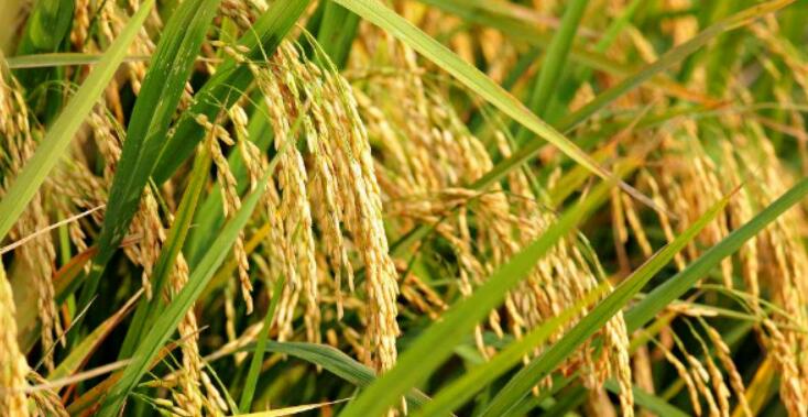 大米小科普，個小學問大