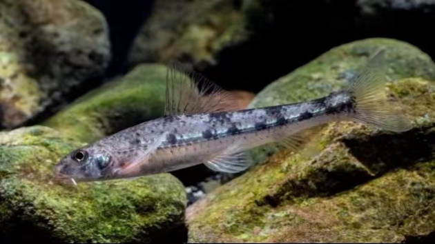 浙江麗水發現16個全球新物種