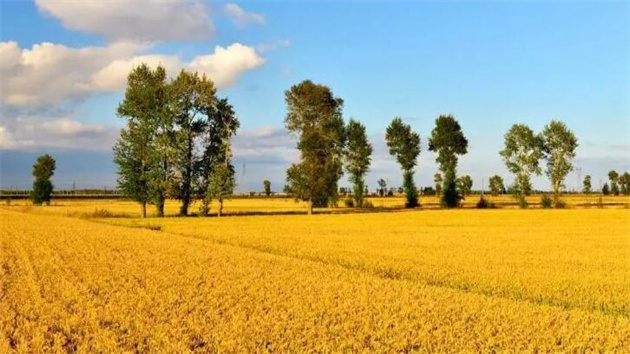 吉林大米 | 為什麼新米吸引人？