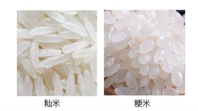 蘿蔔青菜各有所愛，你是愛吃粳米還是秈米呢？