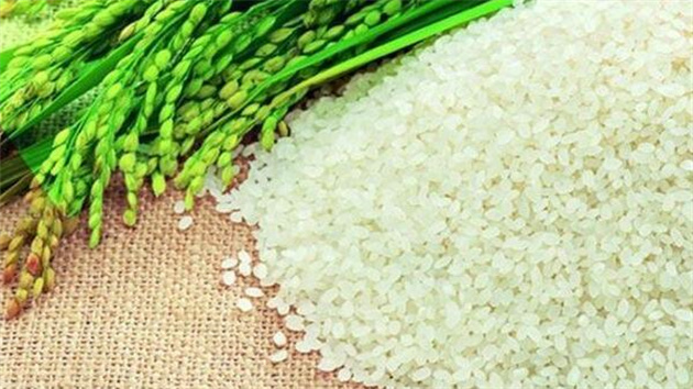 閱盡萬千美食，最難忘的莫過於那一碗吉林大米的滋味！