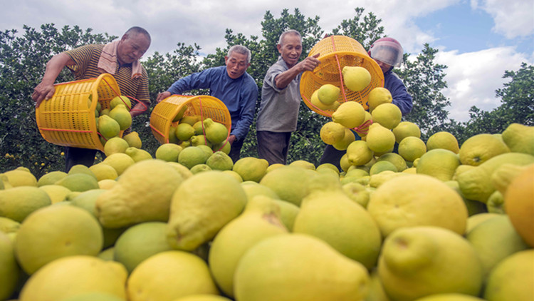 財政部等四部門：進一步做好政府採購脫貧地區農副產品有關工作