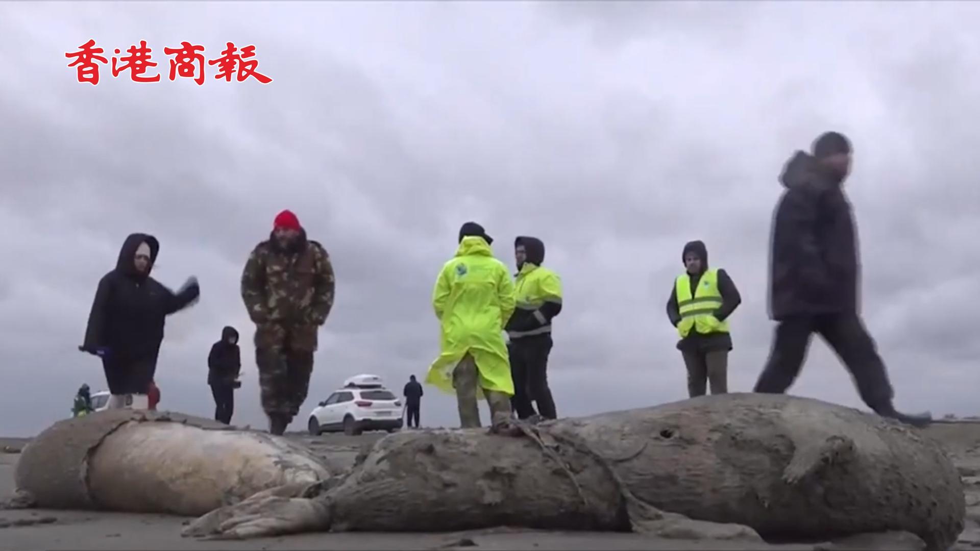 有片｜俄羅斯里海沿岸發現約2500隻海豹死亡
