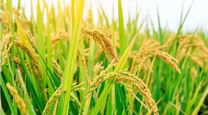 中國科學家找到調控水稻、小麥穗發芽的「開關」