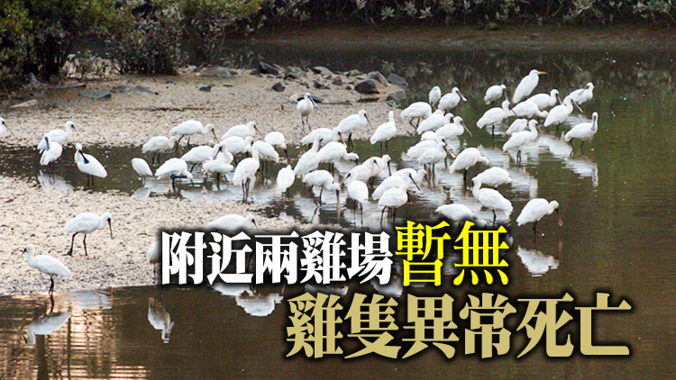 濕地公園黑臉琵鷺屍體帶H5禽流感病毒