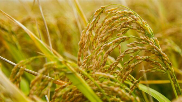 稻文化丨大國之「稻」