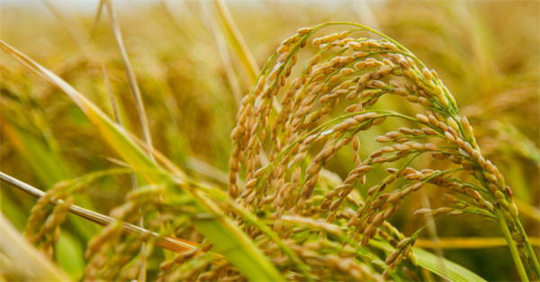 民以食為天！你吃過真正好吃的大米嗎?