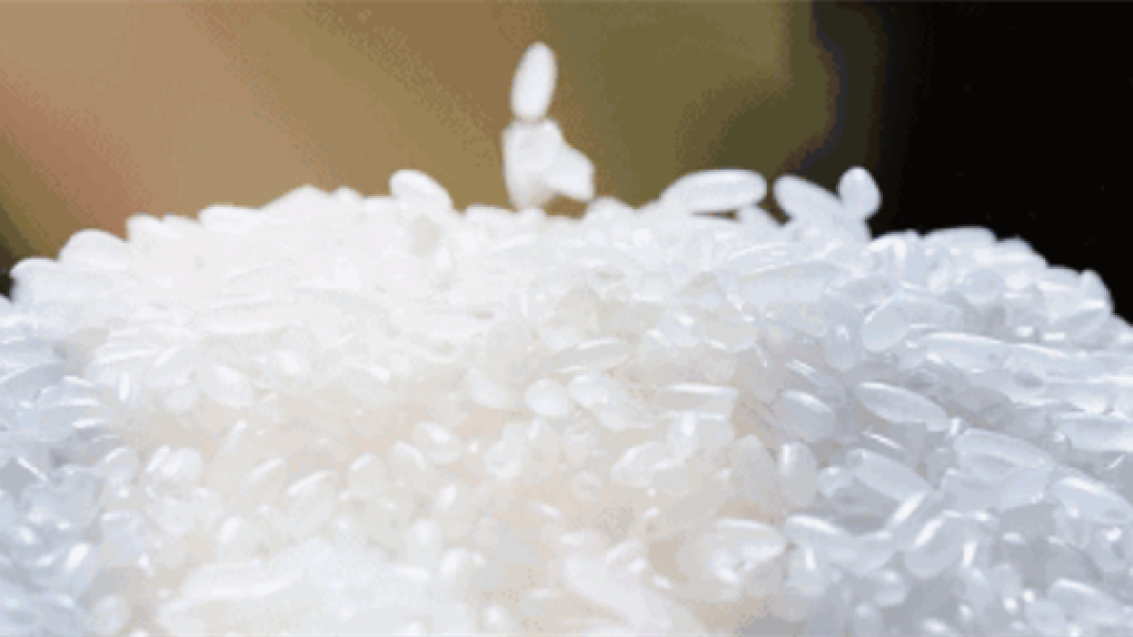 擇好米而食，又是為吉林大米而「折腰」一天