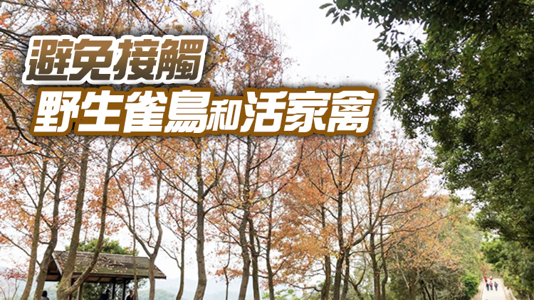 漁護署：確認黑臉琵鷺屍體對H5N1病毒測試呈陽性反應