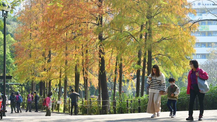 圖集｜青衣公園片片紅葉  掃走冬日寒意