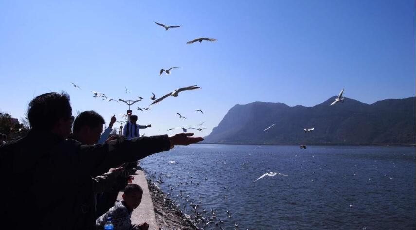 元旦假期雲南接待遊客超645萬人次 恢復到疫前水平