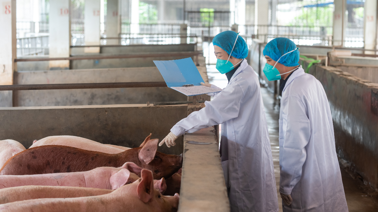 深圳海關全力保障節前活畜安全穩定供港