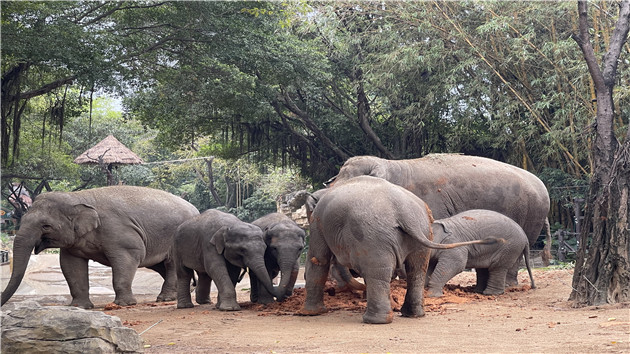 首日通關 粵港兩地遊客齊聚廣州長隆為象寶寶慶生