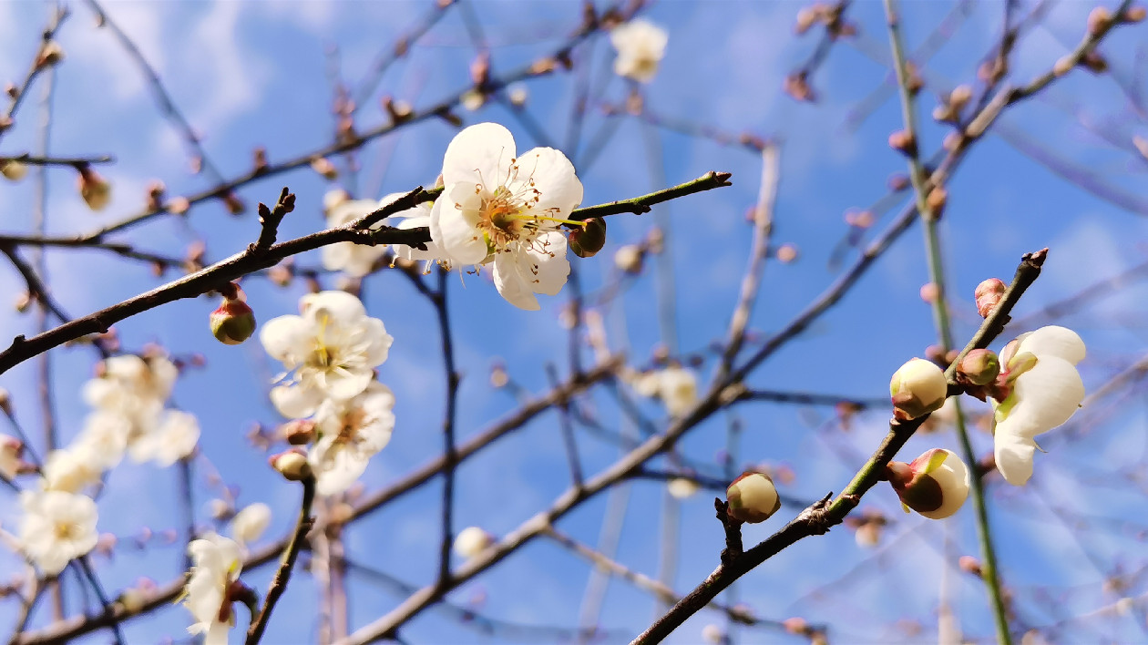有片｜惠州羅浮山將開啟一年一度的梅花大賞