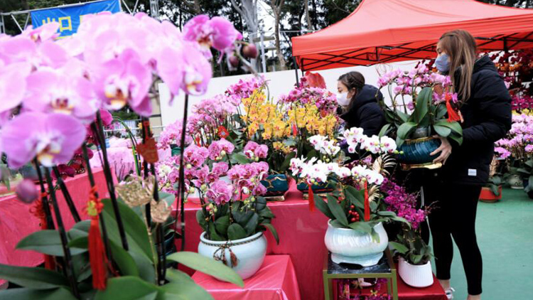 花展花卉重新栽種計劃接受申請 下月13日截止