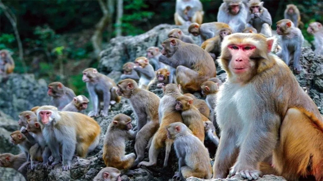 新年「猴賽雷」 廣西龍虎山門票大派送