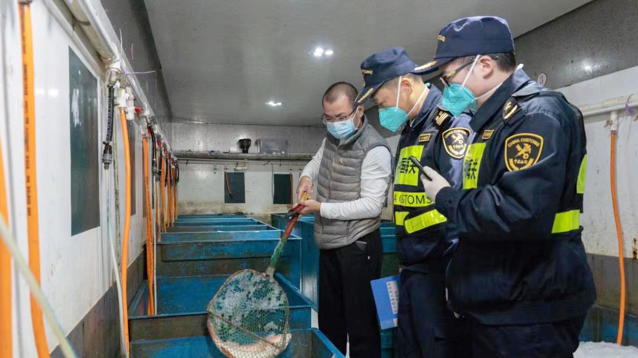 口岸新春忙，港珠澳大橋海關保障供港供澳「年貨」通關順暢