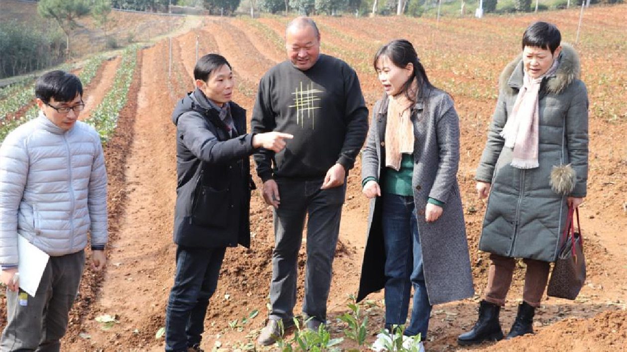 入茶園「把脈問診」  皖徽州區科技特派團助企發展