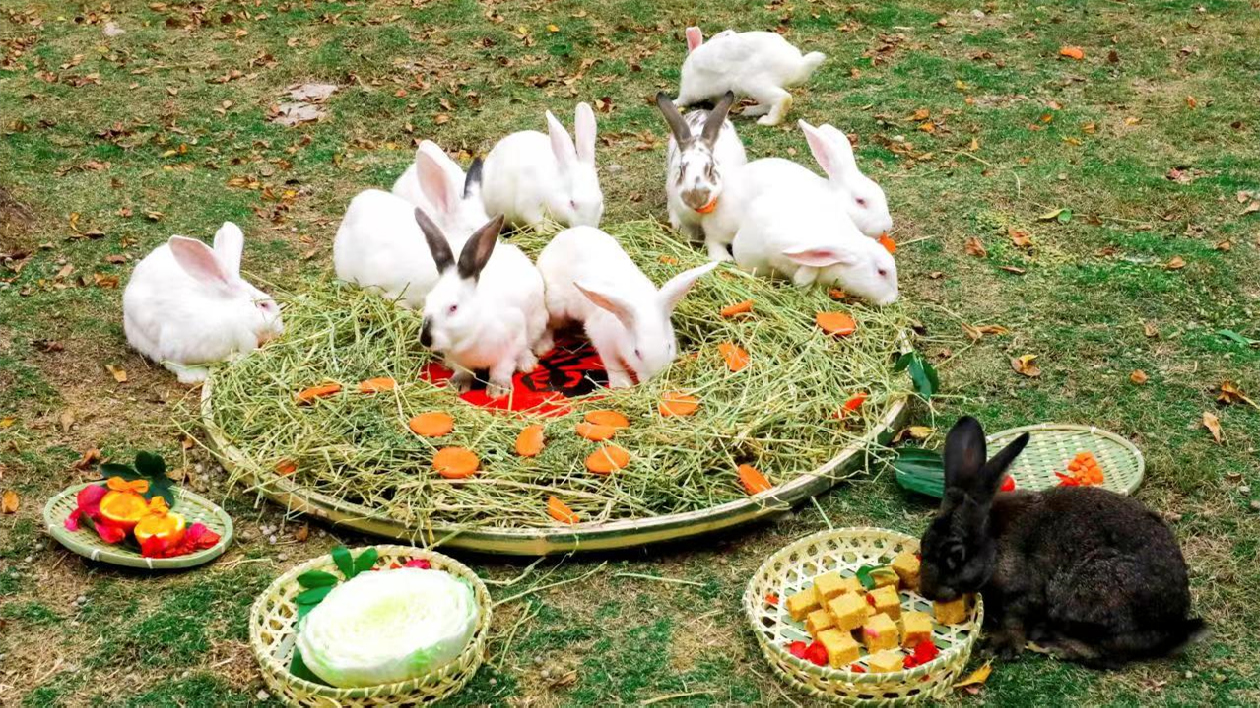 廈門動物園設動物「年夜飯」迎新春