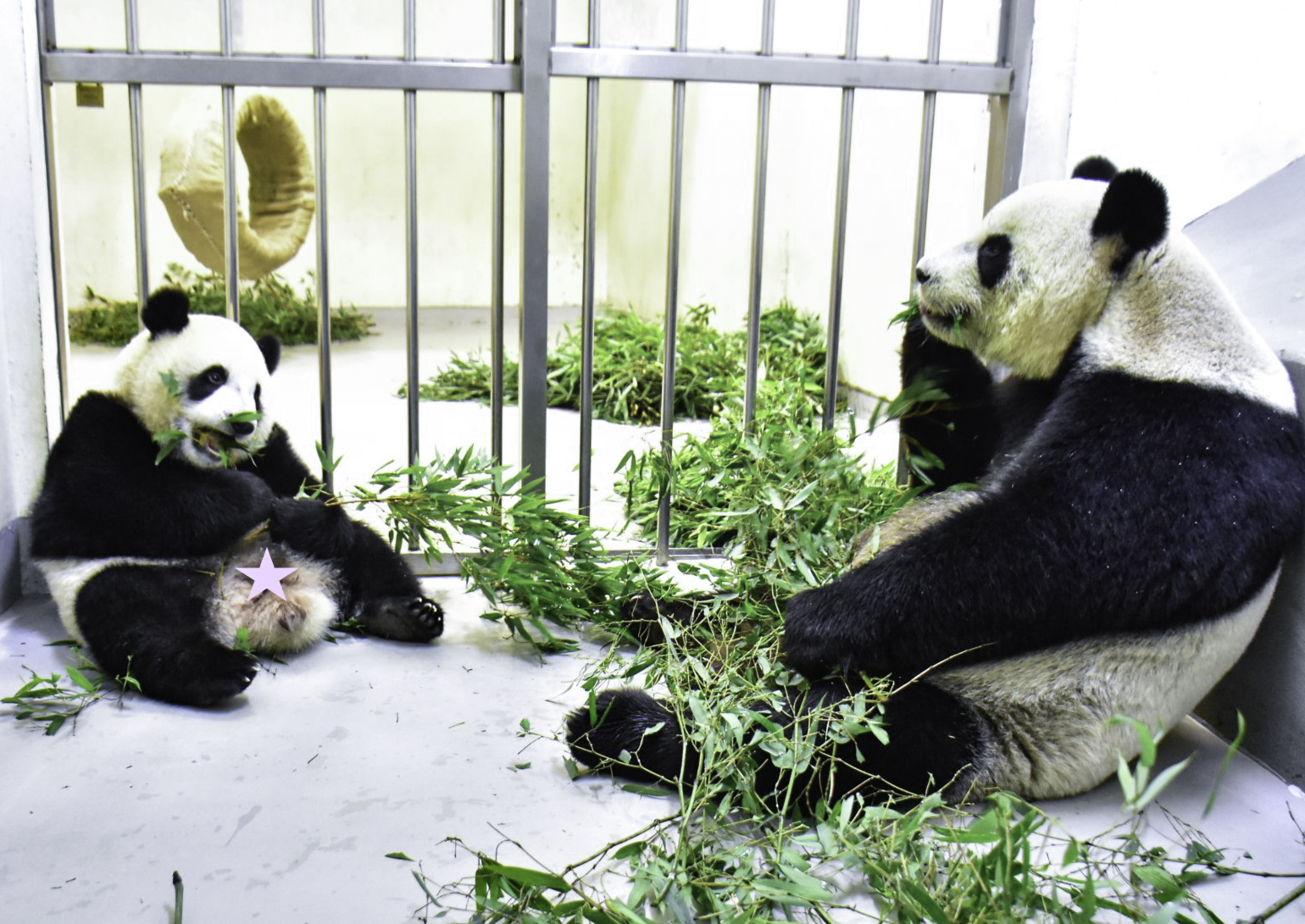 大熊貓「圓仔」「圓寶」春節將輪流與遊客見面