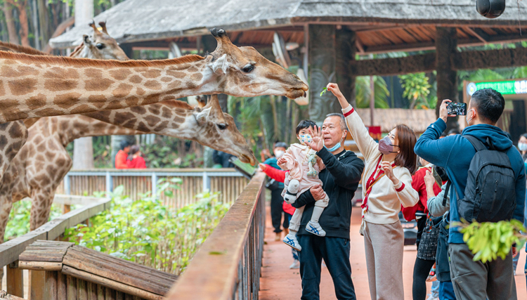 文旅盛宴鬧新春！長隆動物大家族花式過年加碼廣府年味