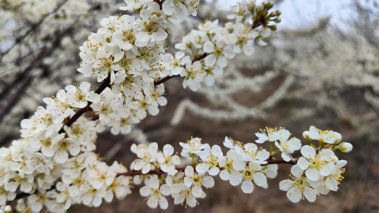 粵北始興李花開滿山 宛如春雪美不勝收
