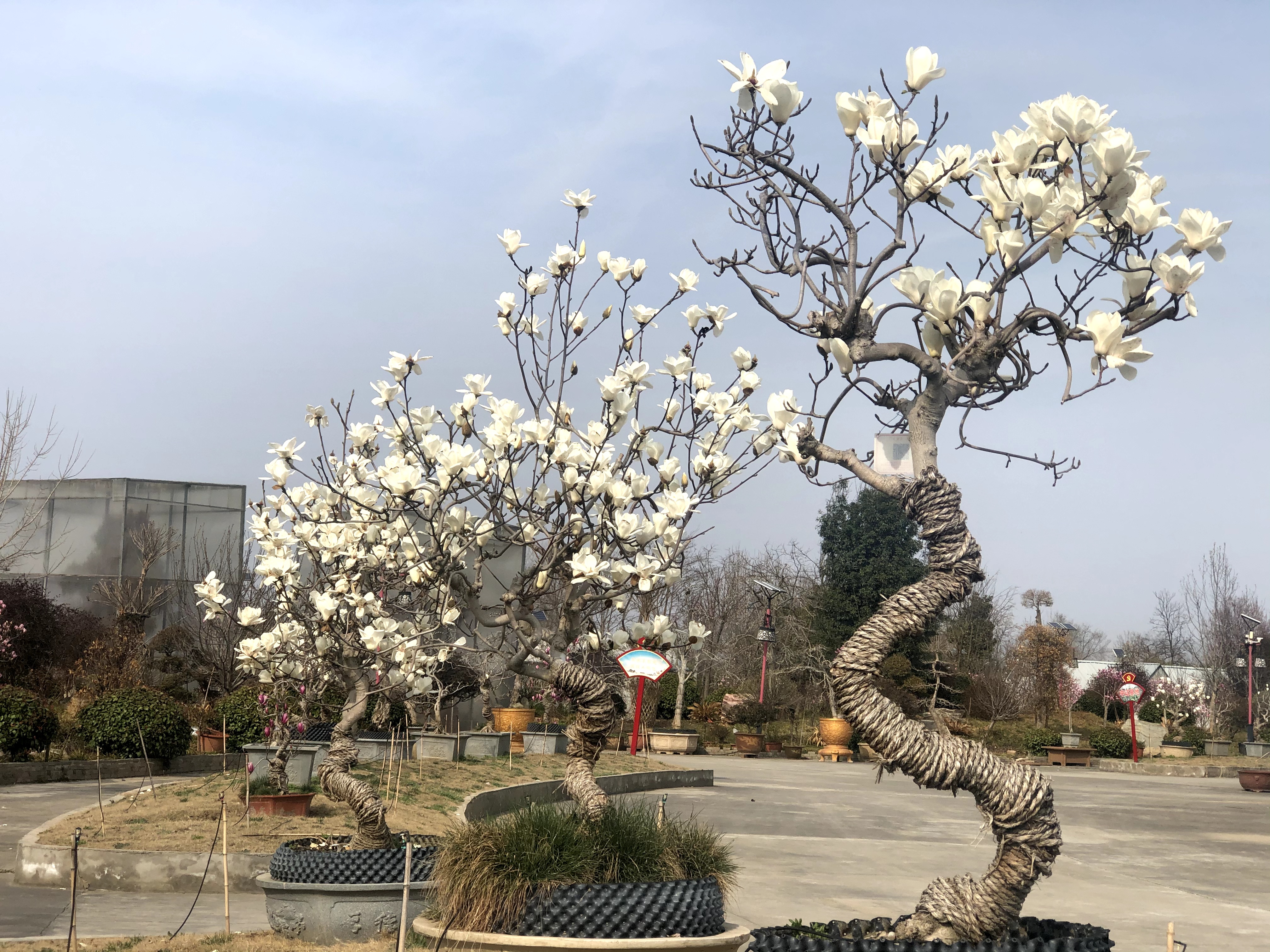 河南南召：玉蘭盆景俏銷全國