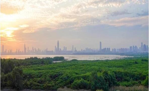 第27個「世界濕地日」：深圳市高質量推進濕地生態保護工作