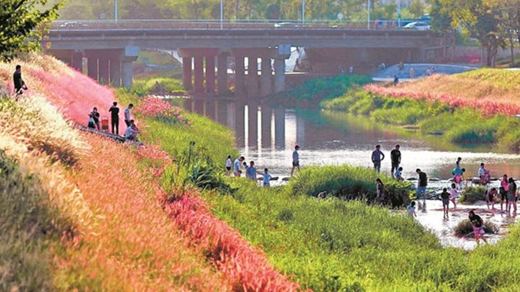 第27個「世界濕地日」聚焦濕地修復 深圳高質量推進濕地生態保護工作