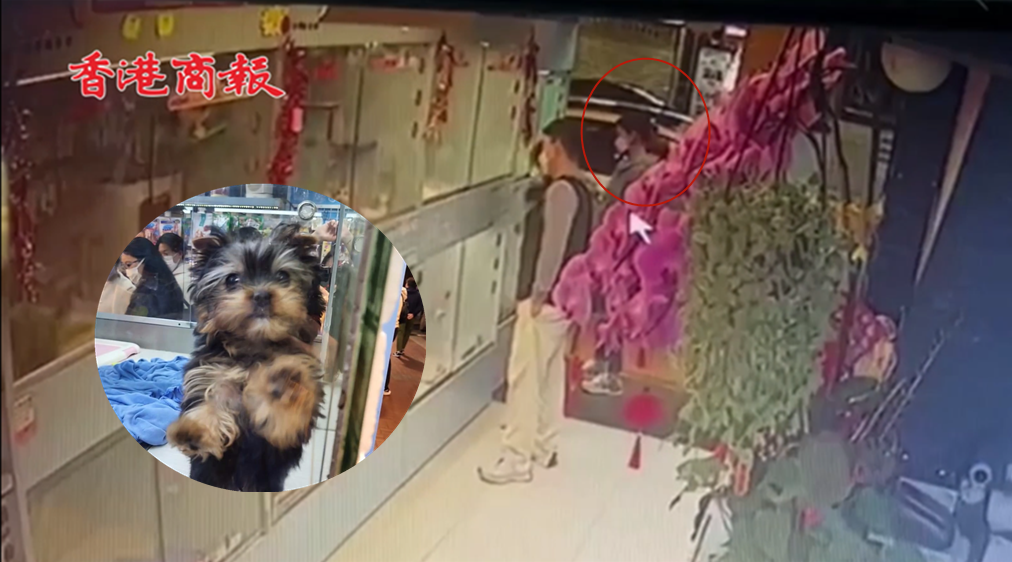 有片丨旺角寵物店盜寵物狗 女賊30秒偷走約瑟爹利