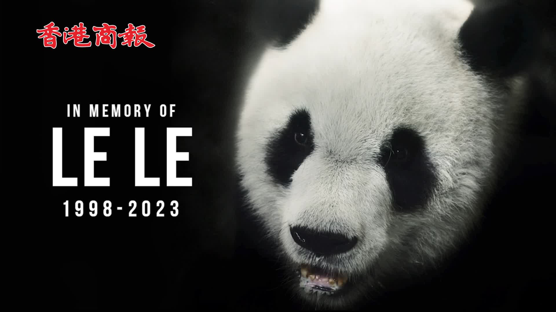 有片丨旅美大熊貓樂樂離世 原計劃今年春天回國