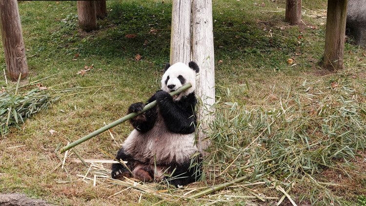 ​旅美大熊貓「樂樂」離世 駐美國使館：將與美方共同調查死因