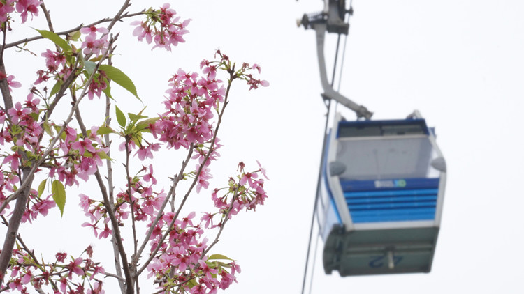 圖集｜東涌櫻花大道立春盛放  遊人駱驛不絕賞花嬌美