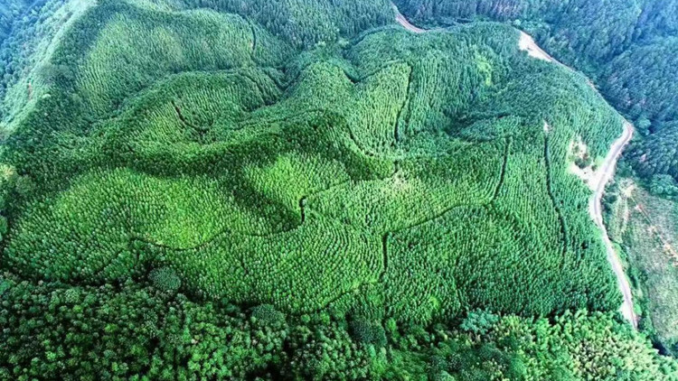 廣東省將打造100個以上綠美廣東生態建設示範點