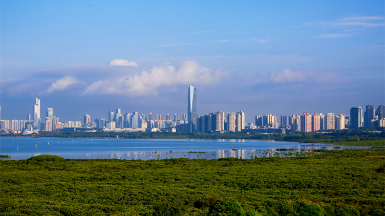 福田紅樹林濕地晉級「國際圈」 TA們「投」下關鍵票