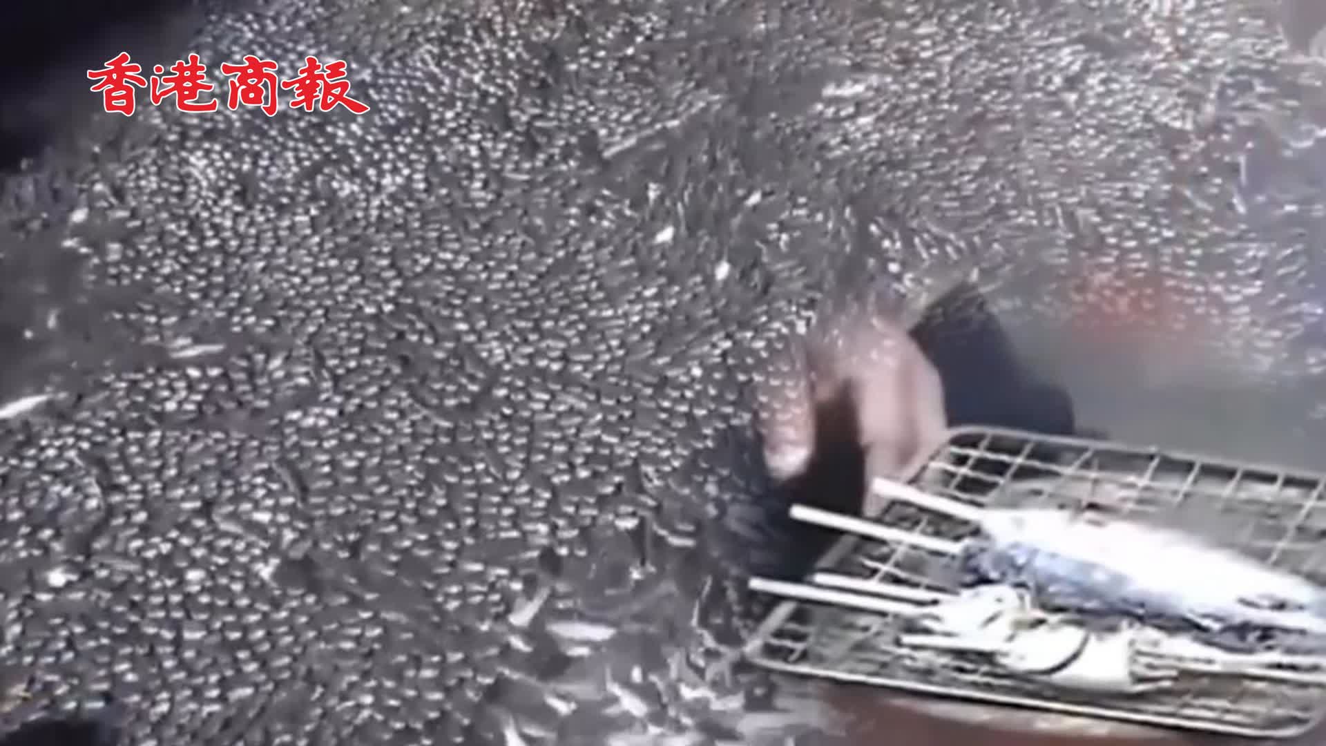 有片 | 密密麻麻 魚群擠爆日本河道民眾原地烤魚