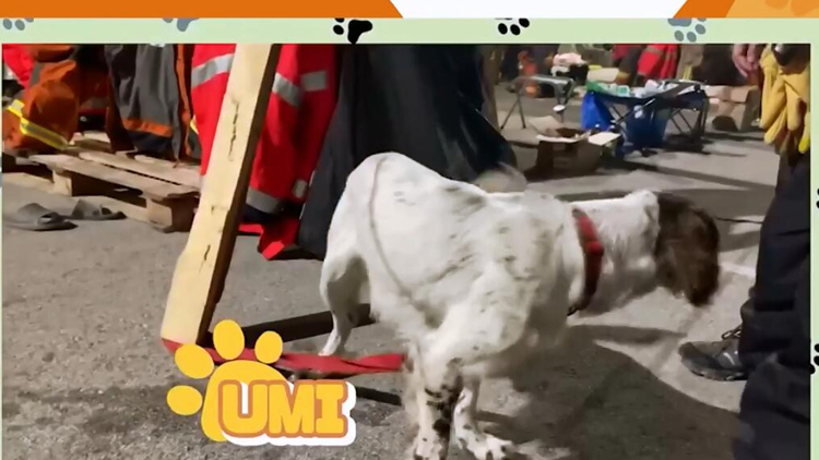 有片 | 【土耳其地震】特區救援隊兩位毛孩英雄工作曝光