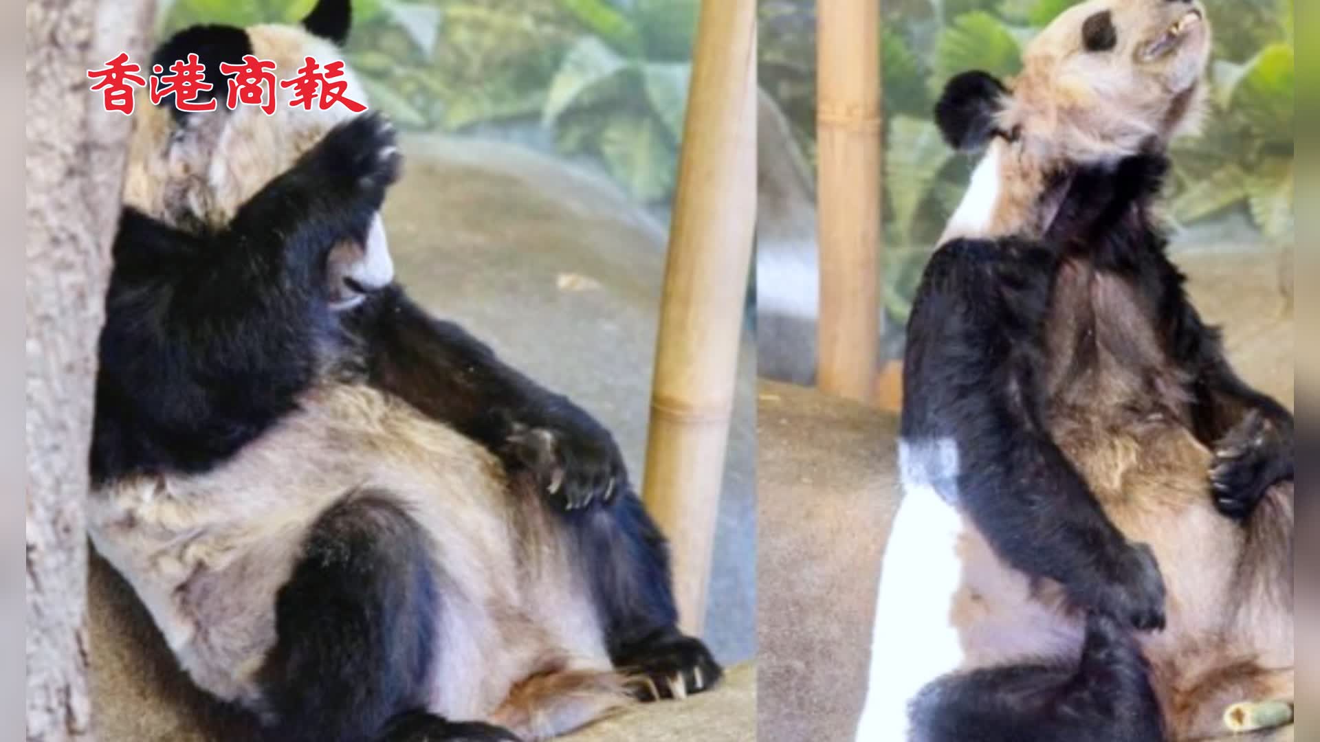 有片 | 旅美20年丫丫近況引擔憂 知情人透露已有專家赴美照看：或將提前回國