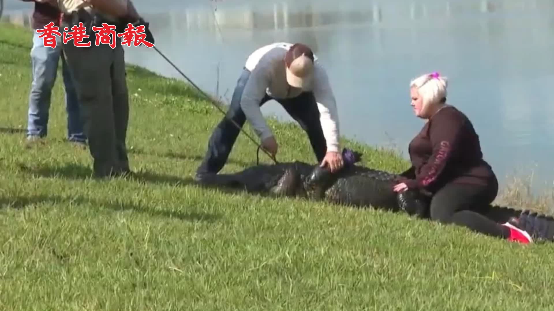 有片 | 美國一85歲老人遛狗時被鱷魚咬死 肇事鱷魚被捕獲轉移