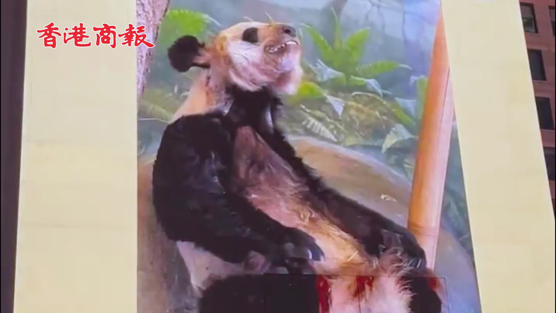 有片 | 旅美大熊貓「丫丫」現身紐約時代廣場大屏幕 網友：希望「丫丫」早日回家