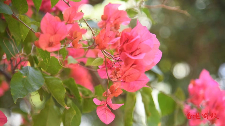 圖集 | 長沙灣花花隧道 簕杜鵑花正盛放