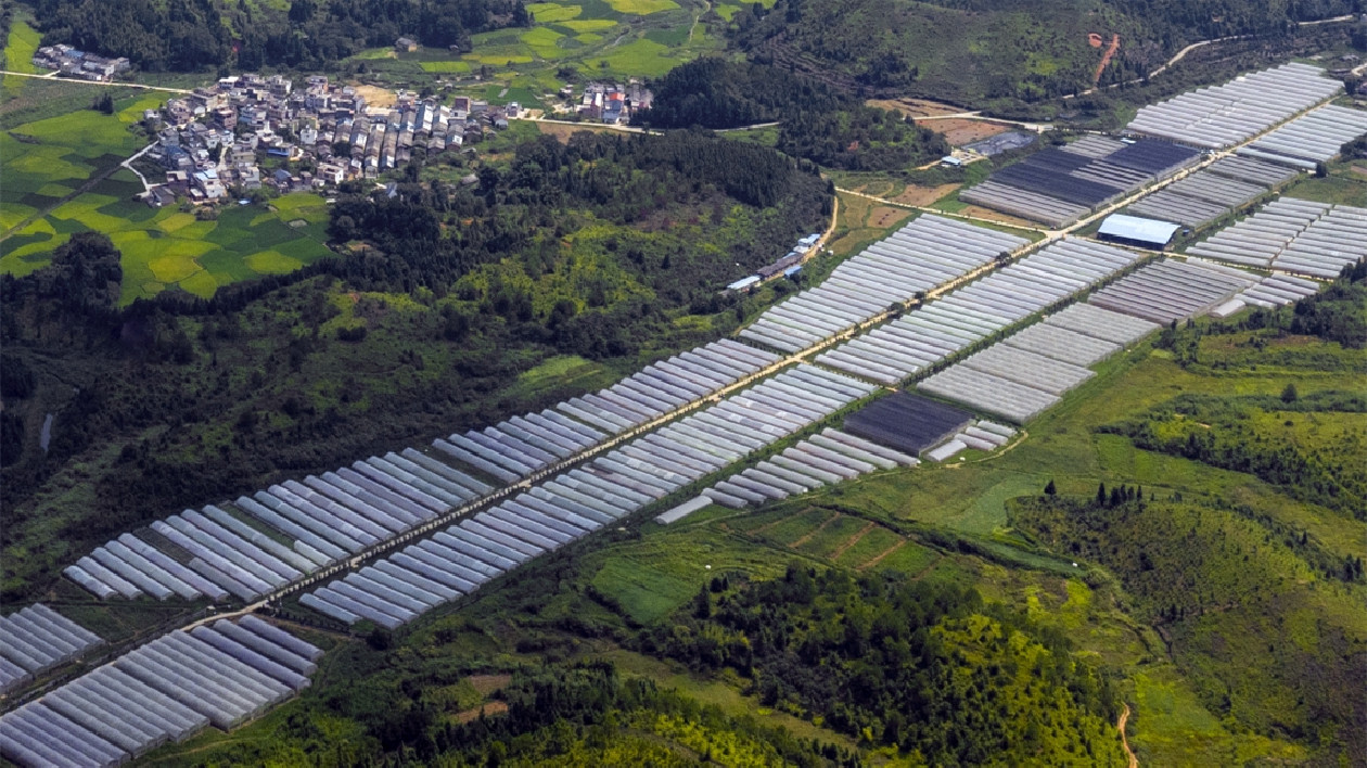 韶關始興打造廣東最大現代化有機蔬菜生產基地 建灣區綠色有機「菜籃子」