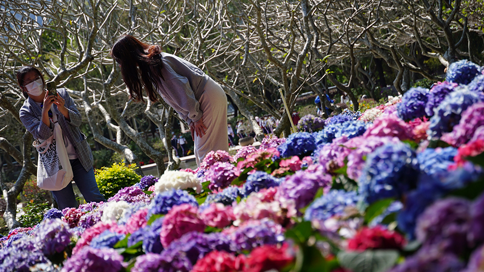 圖集｜大埔回歸塔百花爭妍鬥麗 季節限定繡球花分外璀璨