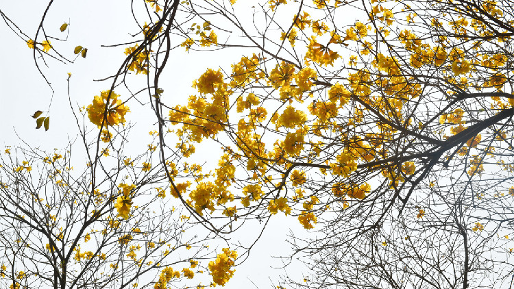 圖集｜南昌公園黃色風鈴木盛開 市民爭相「打卡」