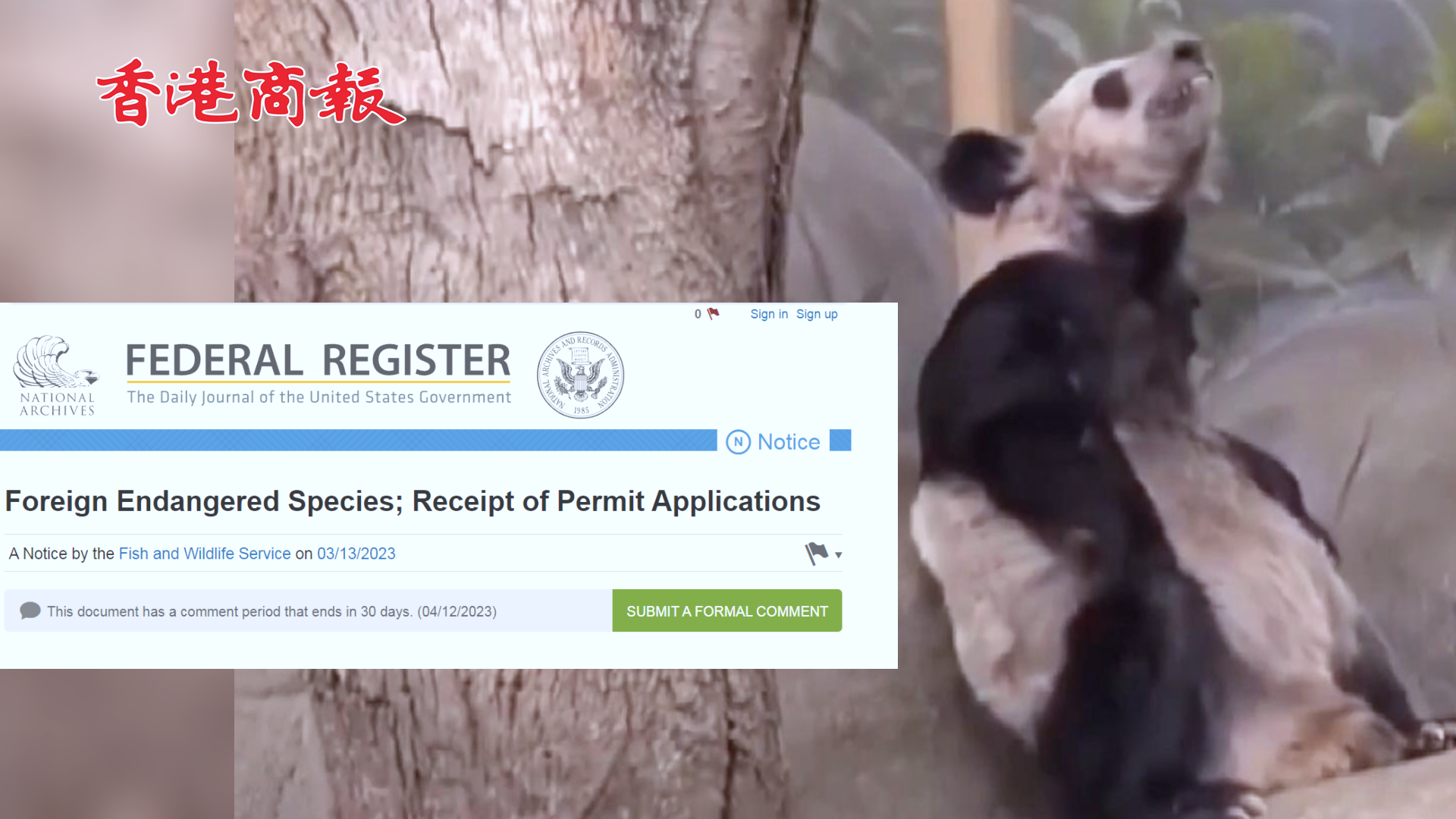 有片 | 美國公示旅美大熊貓「丫丫」回國相關申請 公示期31天