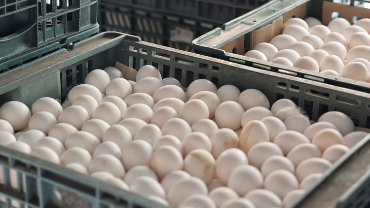「蛋荒」持續擴大 台軍伙食將以豆奶替代雞蛋