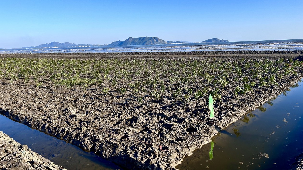 汕尾海豐描繪「綠美」新畫卷  呵護「海洋綠肺」