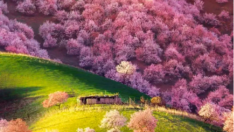 春天在「拿禮」 用美食定格新疆的甜蜜春日