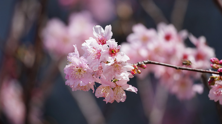 圖集｜城門河畔櫻花盛開 吸引大批市民打卡